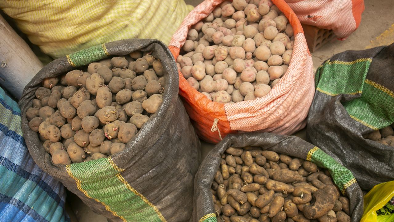 Native Andean potato varieties on display at the central market in Cusco, Peru