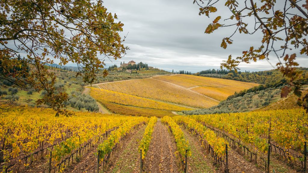 Rows of vines turning golden across the rolling hills of Chianti, Tuscany, in autumn