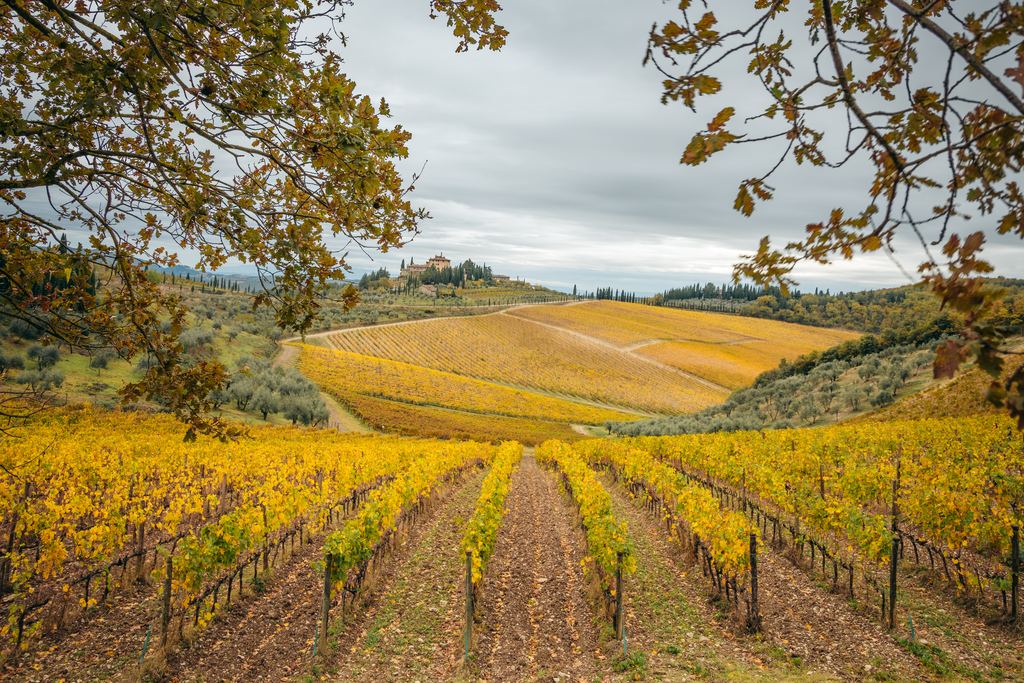 Rows of vines turning golden across the rolling hills of Chianti, Tuscany, in autumn