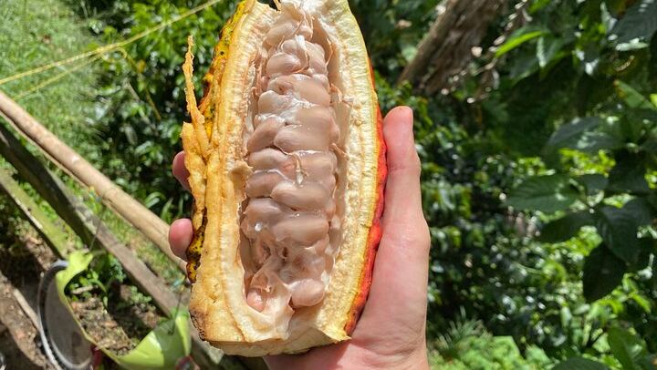 A Day as a Cocoa Farmer in Copacabana