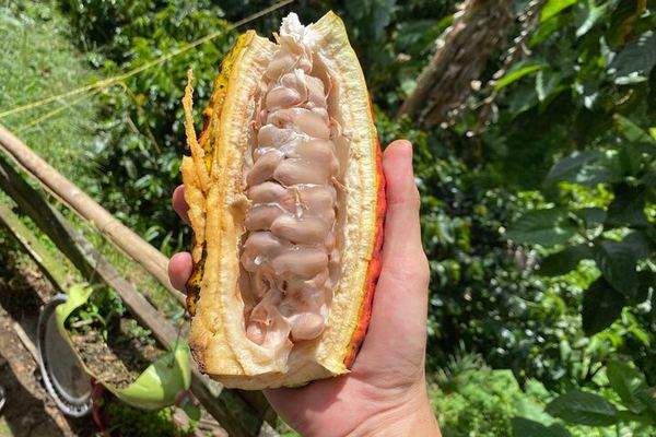 A Day as a Cocoa Farmer in Copacabana