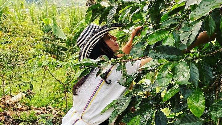 Fiambre Paisa, a Borrowed Poncho, and the Coffee Harvest