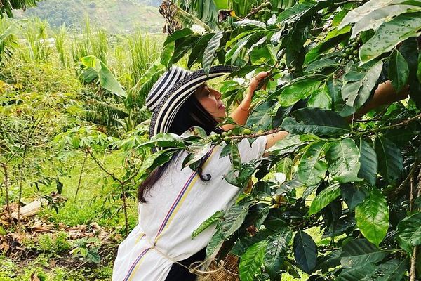 Fiambre Paisa, a Borrowed Poncho, and the Coffee Harvest