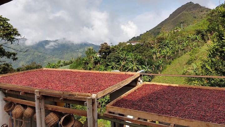 Palmitas Coffee Without the Horse, Five Hours