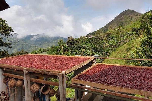 Palmitas Coffee Without the Horse, Five Hours