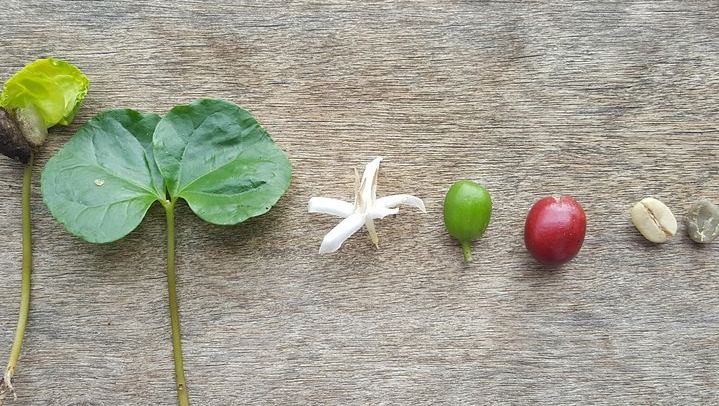 A Farmer for a Day at a Sabaneta Family Finca