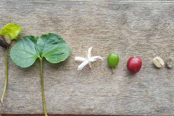 A Farmer for a Day at a Sabaneta Family Finca