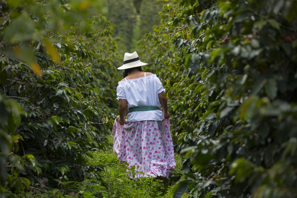 Woman picking ripe coffee beans on a plantation in Colombia
