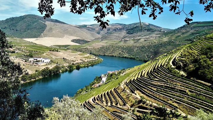 Moscatel at Favaios, Then Two More Family Quintas