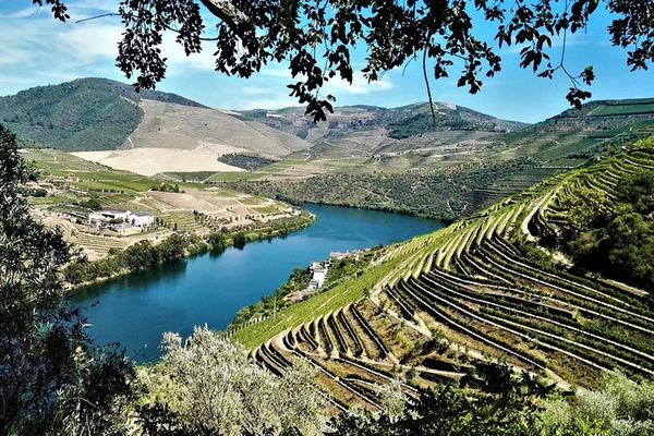 Moscatel at Favaios, Then Two More Family Quintas