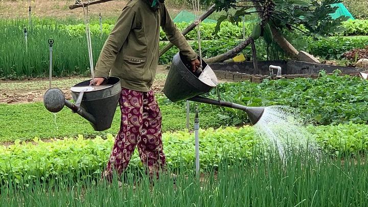 Tra Que Herb Village: Rice Paper, Water Buffalo, Basket Boat