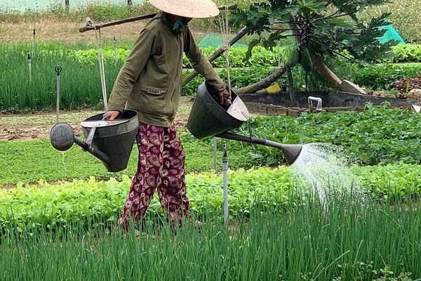 Tra Que Herb Village: Rice Paper, Water Buffalo, Basket Boat