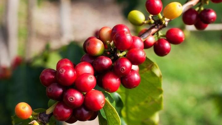 Roasting Techniques in Jardin, and the Bar on the Square