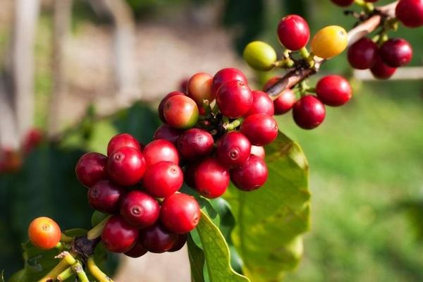 Roasting Techniques in Jardin, and the Bar on the Square