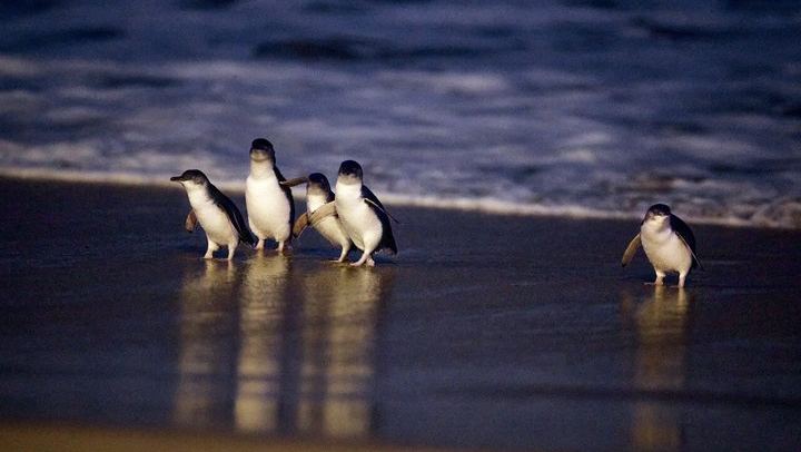 Sparkling at the Nobbies, Then the Penguins Come In