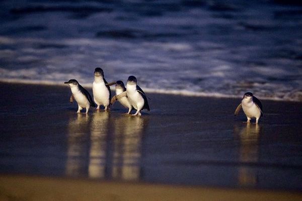 Sparkling at the Nobbies, Then the Penguins Come In