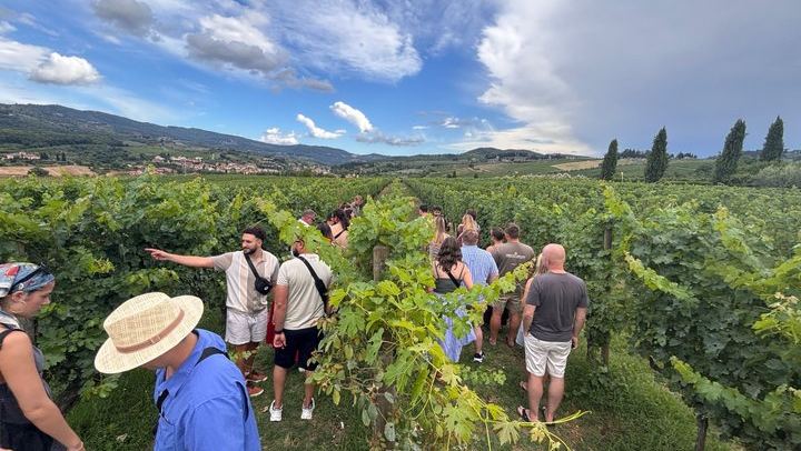Two Chianti Wineries from Florence: Eight Wines and Olive Oil