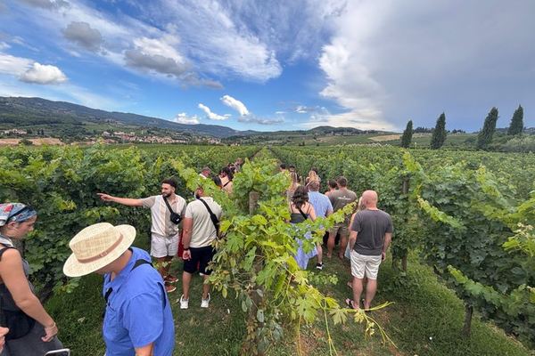 Two Chianti Wineries from Florence: Eight Wines and Olive Oil