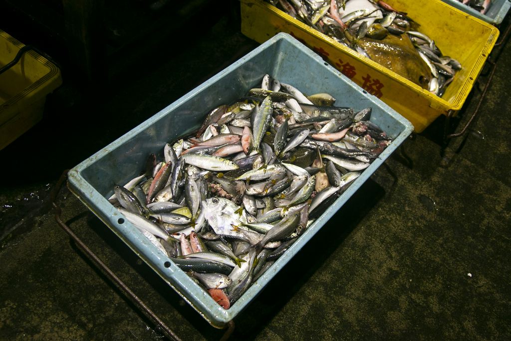 Stalls displaying a variety of fresh fish at Tsukiji Outer Market in Tokyo