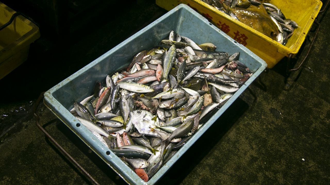 Stalls displaying a variety of fresh fish at Tsukiji Outer Market in Tokyo